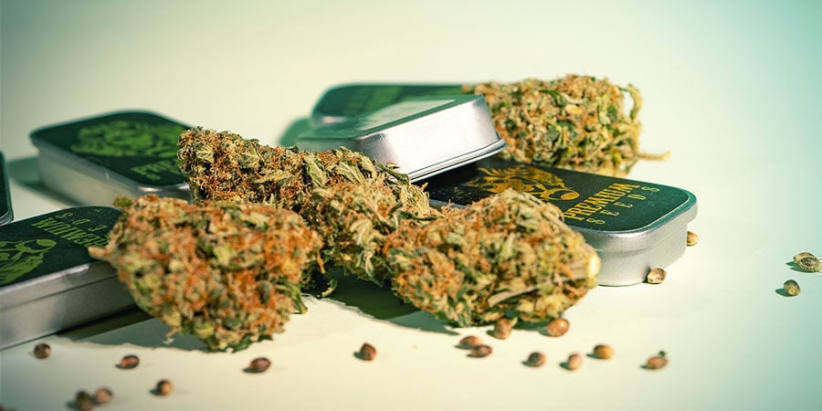 In Che Cosa Si Distingue G13 Labs? In Che Cosa si Distingue G13 Labs?