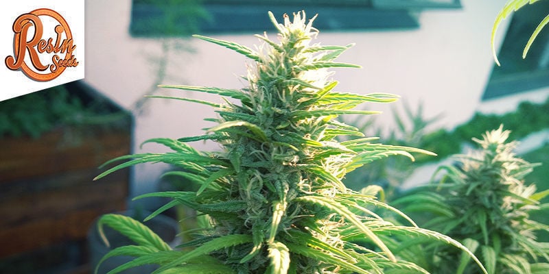 Cannatonic - Resin Seeds