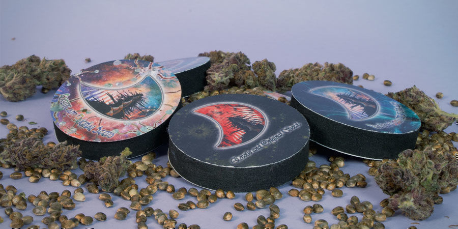 Come Vengono Confezionati I Semi Di Cannabis GeneSeeds? Vengono Confezionati Semi Cannabis GeneSeeds