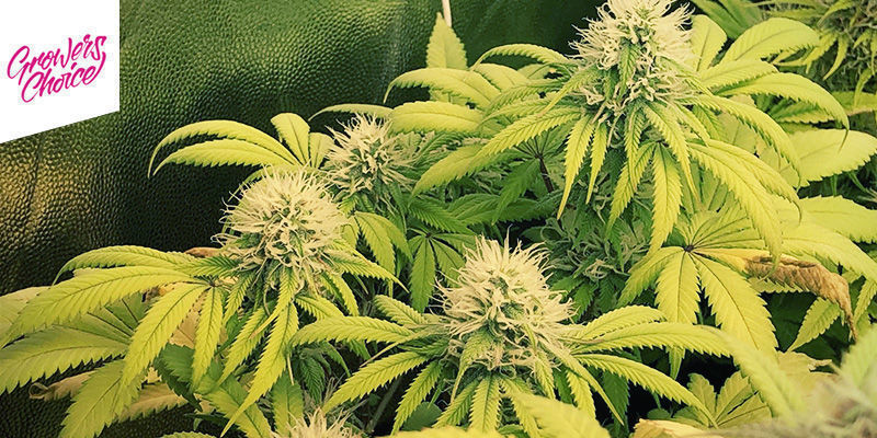 Banana Sherbet - Growers Choice