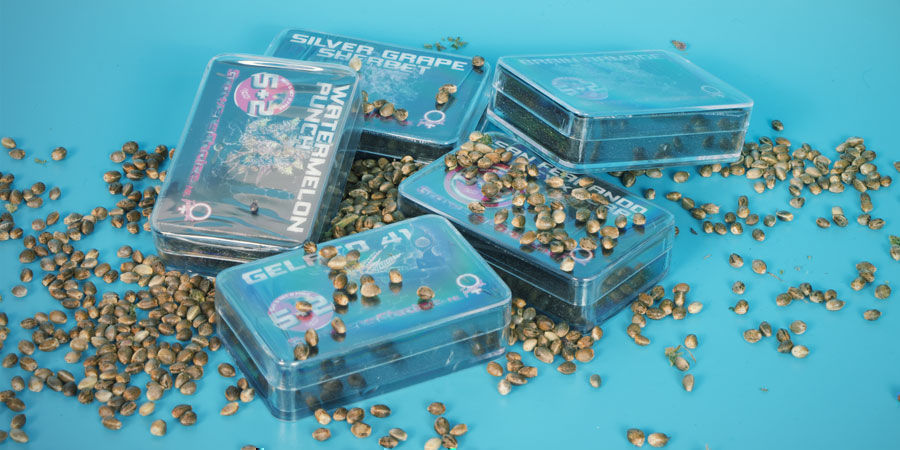 3 Migliori Varietà Cannabis Growers Choice