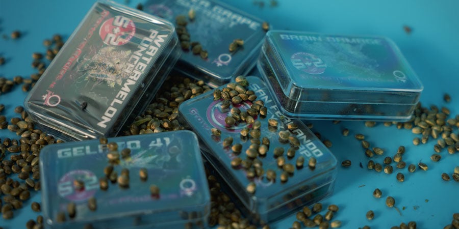 Acquistare Semi Cannabis Growers Choice