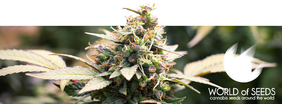 World Of Seeds World Of Seeds