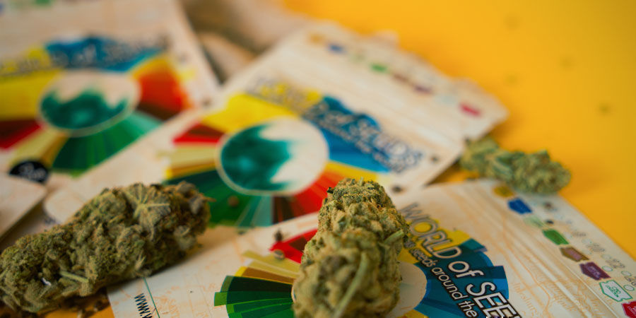 Quali Sono Le Migliori Varietà Di Cannabis Di World Of Seeds? Quali Sono Le Migliori Varietà Di Cannabis Di World Of Seeds?