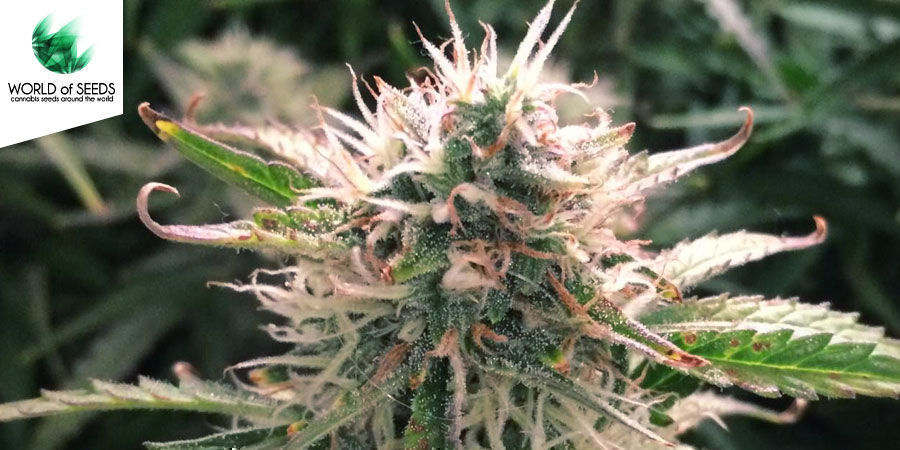 Wild Thailand Ryder Wild Thailand Ryder