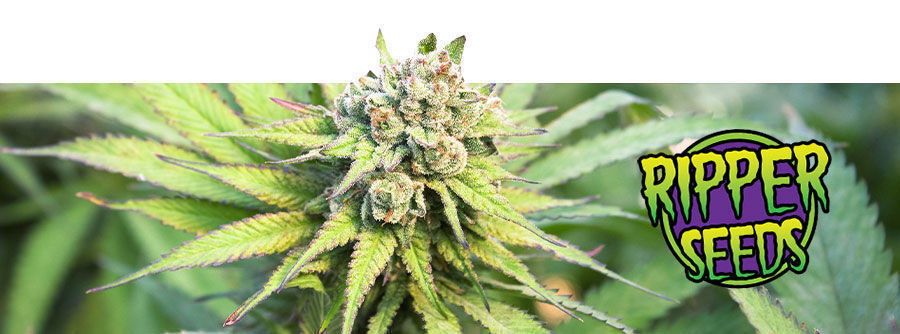 Ripper Seeds