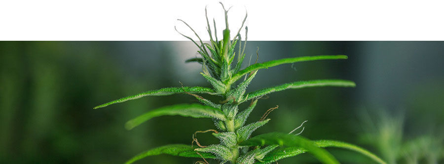 Varietà Di Cannabis Classiche