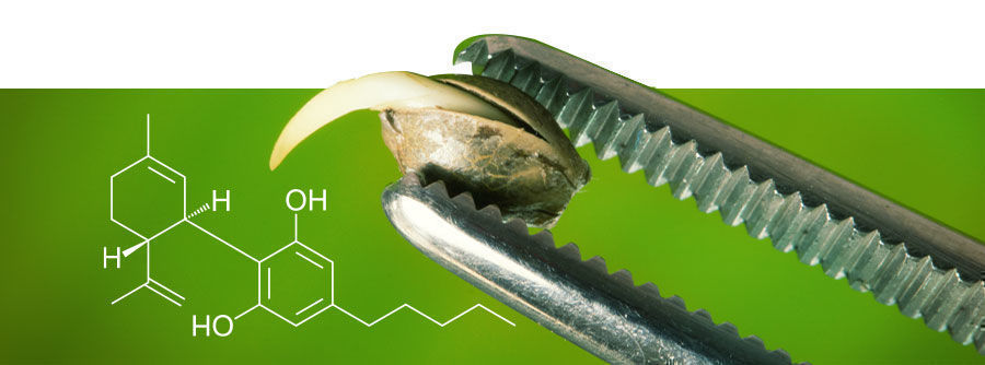 Informazioni Sui Semi Di CBD