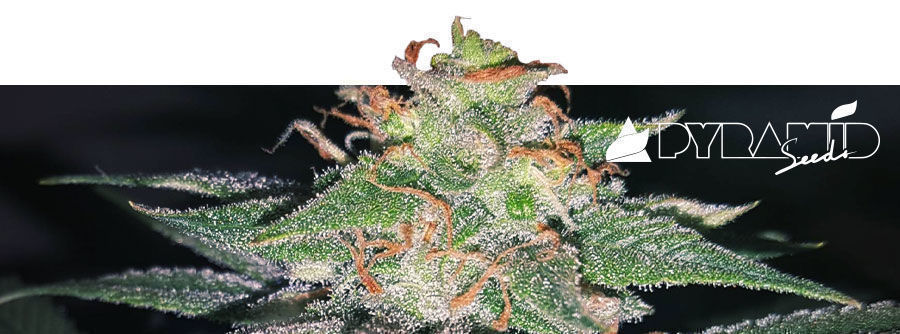Informazioni Pyramid Seeds Informazioni Pyramid Seeds