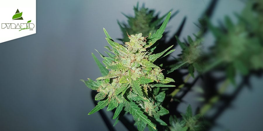 Auto Nefertiti (Pyramid Seeds) Femminizzata
