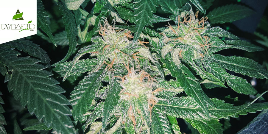 Tutankhamon (Pyramid Seeds) Femminizzata