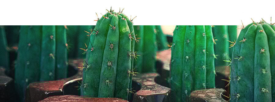 Informazioni sui Cactus Mescalinici  Informazioni sui Cactus Mescalinici