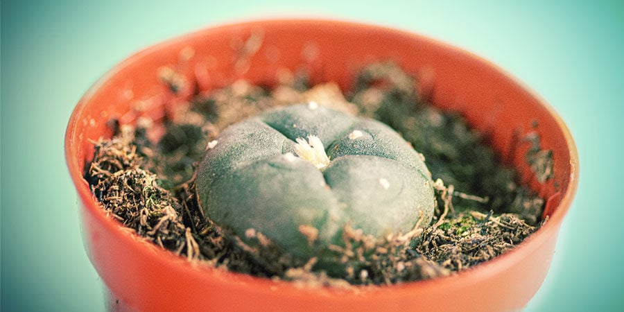 Come Acquistare Cactus Mescalinici COME ACQUISTARE CACTUS MESCALINICI