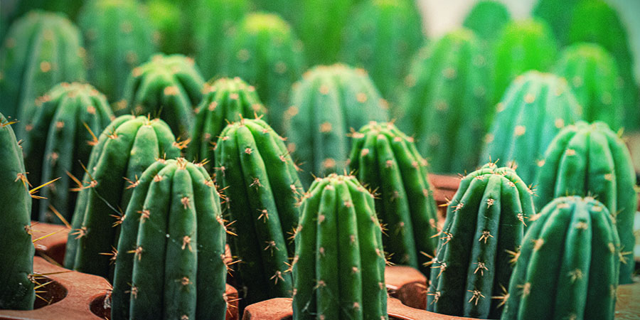 Guida Pratica Per Coltivare Talee Di Cactus Della Mescalina