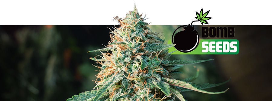 Informazioni Su Bomb Seeds