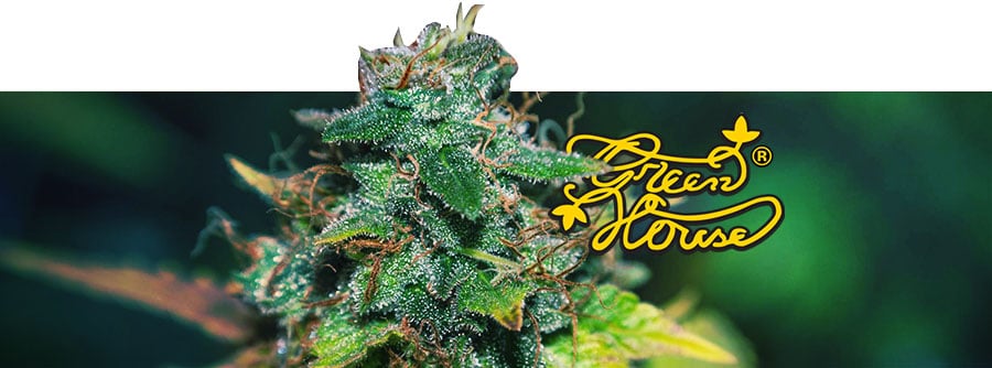Informazioni Greenhouse Seeds Informazioni Greenhouse Seeds