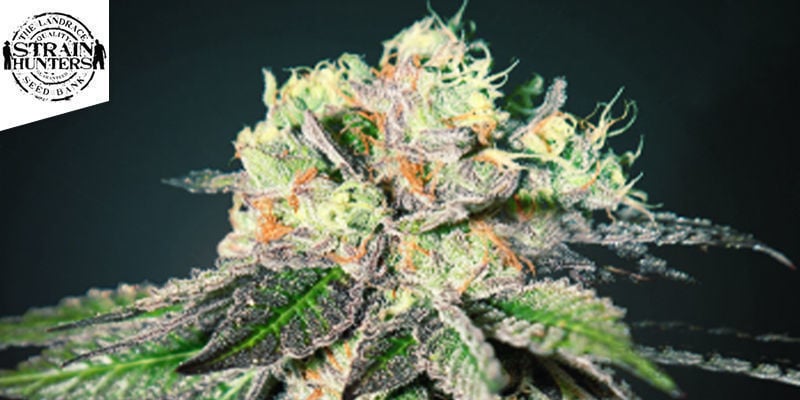 Caboose (Strain Hunters)