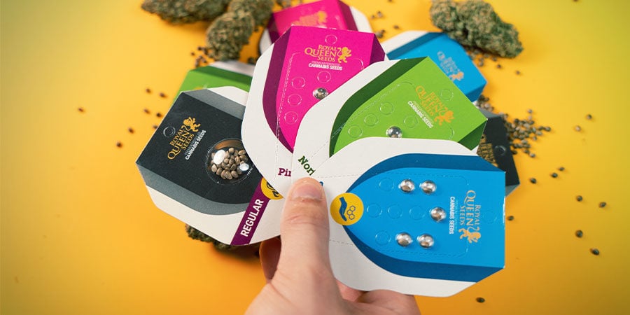 I Semi Di Royal Queen Seeds Sono Buoni? Semi Royal Queen Seeds Sono Buoni