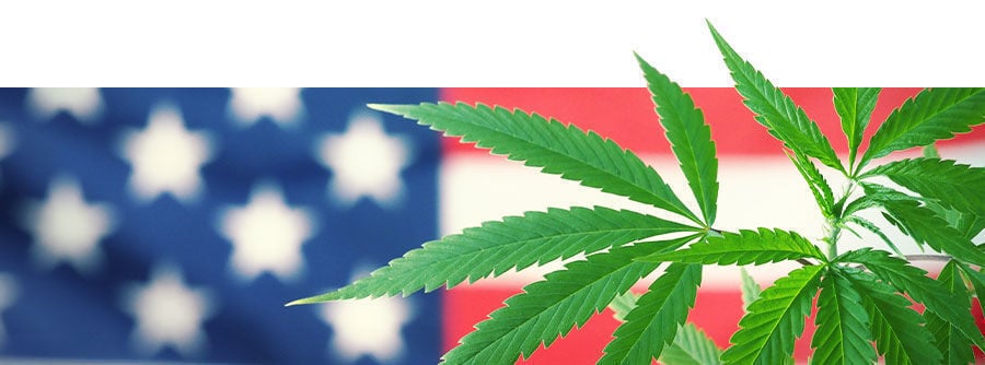 Cannabis Statunitense cannabis statunitense