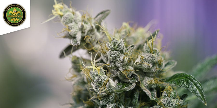 Atlant CBD Di VIP Seeds Atlant CBD Di VIP Seeds