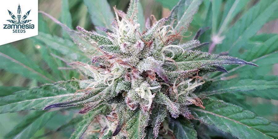 CBD Fix Di Zamnesia Seeds CBD Fix Di Zamnesia Seeds