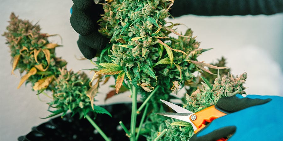 Varietà Ad Alto Contenuto Di CBD Vs Varietà Ad Alto Contenuto Di THC Varietà Ad Alto Contenuto Di CBD Vs Varietà Ad Alto Contenuto Di THC