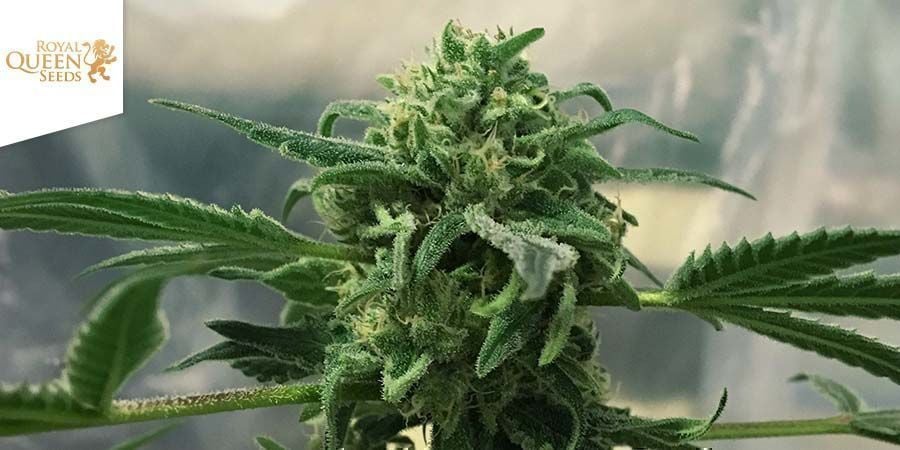 Royal Highness Di Royal Queen Seeds Royal Highness Di Royal Queen Seeds
