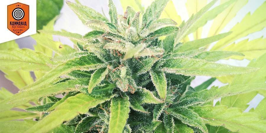 Swiss Dream Auto CBD Di Kannabia Seeds Swiss Dream Auto CBD Di Kannabia Seeds