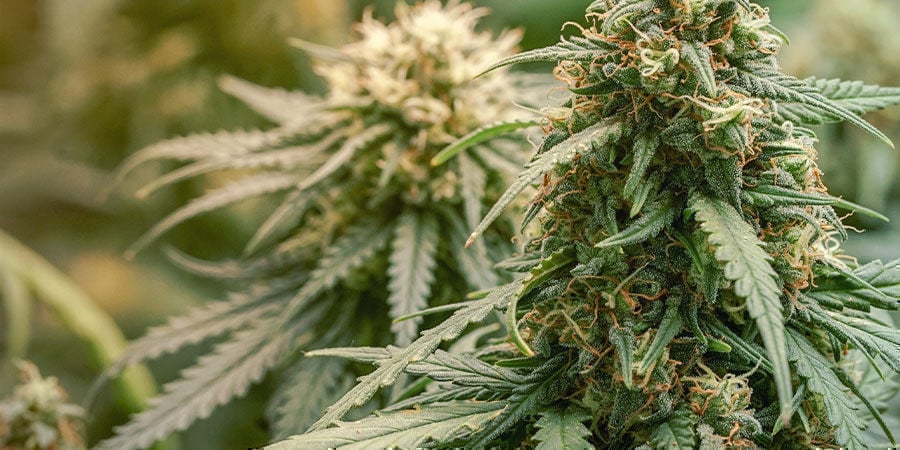 Cosa Si Intende Per Varietà Ad Alto Contenuto Di CBD? Cosa Si Intende Per Varietà Ad Alto Contenuto Di CBD?