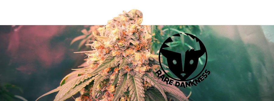 Informazioni Su Rare Dankness