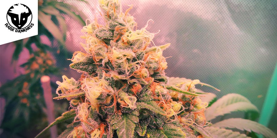 Ghost Train Haze 1 (Rare Dankness)