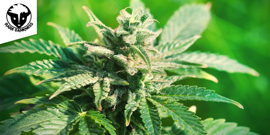 Moonshine Haze (Rare Dankness) 