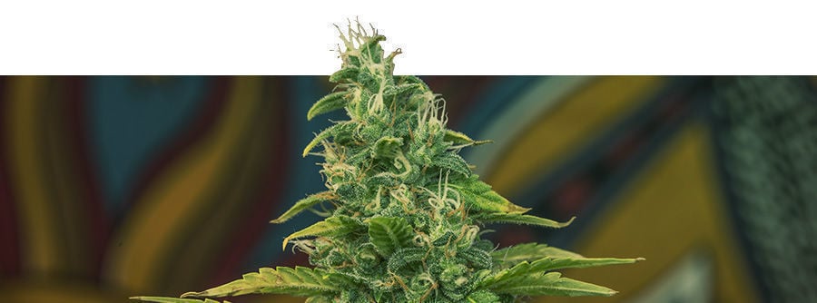 Informazioni Kalashnikov Seeds Informazioni Kalashnikov Seeds