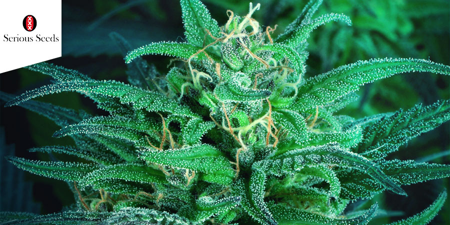 Biddy Early (Serious Seeds)