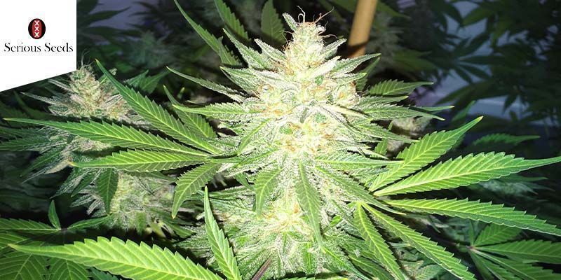 Bubble Gum (Serious Seeds)