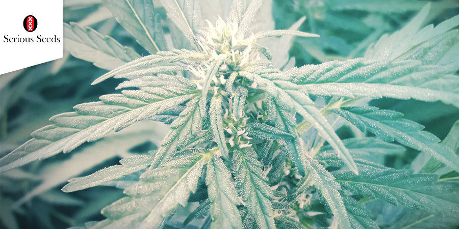 Warlock (Serious Seeds)