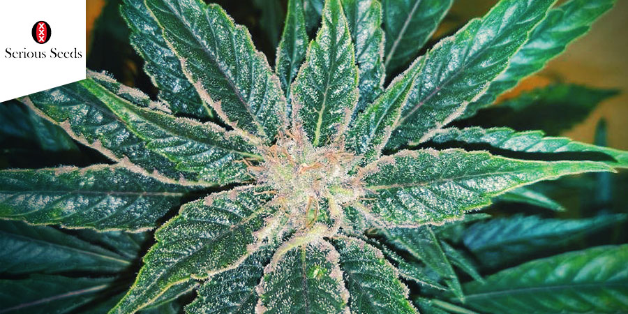 White Russian (Serious Seeds)