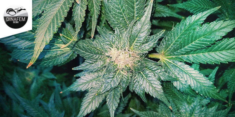 Moby Dick (Dinafem)