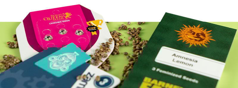 Informazioni sulle Varietà Amnesia Informazioni sulle Varietà Amnesia