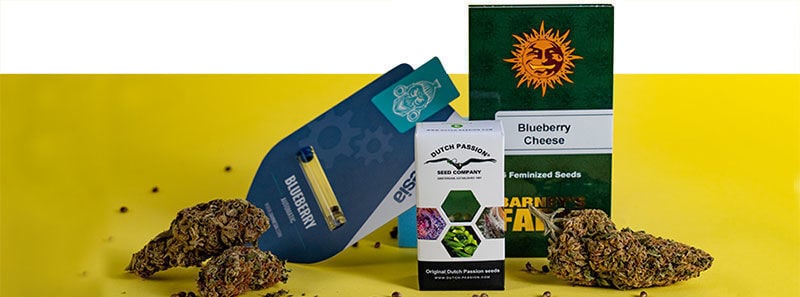 Informazioni sulle Varietà Blueberry Informazioni sulle Varietà Blueberry