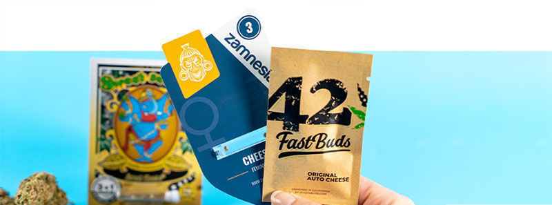 Informazioni sulle Varietà Cheese Informazioni sulle Varietà Cheese