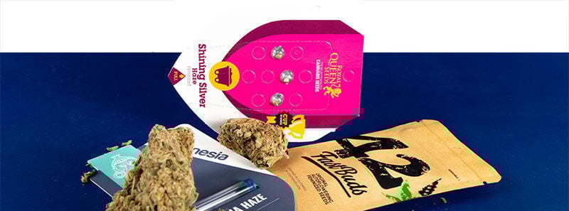 Informazioni sulle Varietà Haze Informazioni sulle Varietà Haze