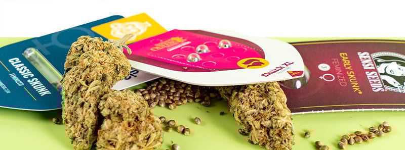 Informazioni sulle Varietà Skunk Informazioni sulle Varietà Skunk