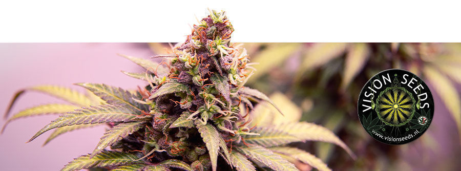 Informazioni Sulla Vision Seeds