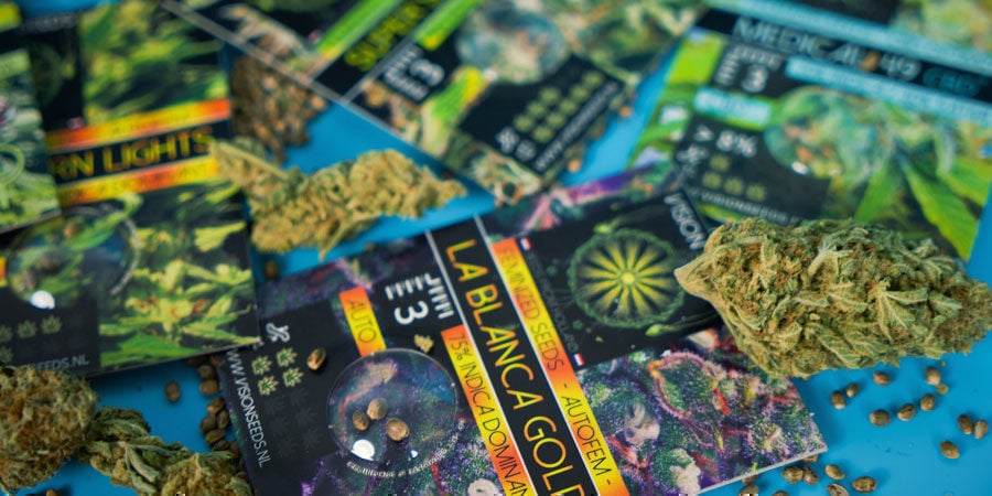 I Semi Di Cannabis Più Popolari Della Vision Seeds