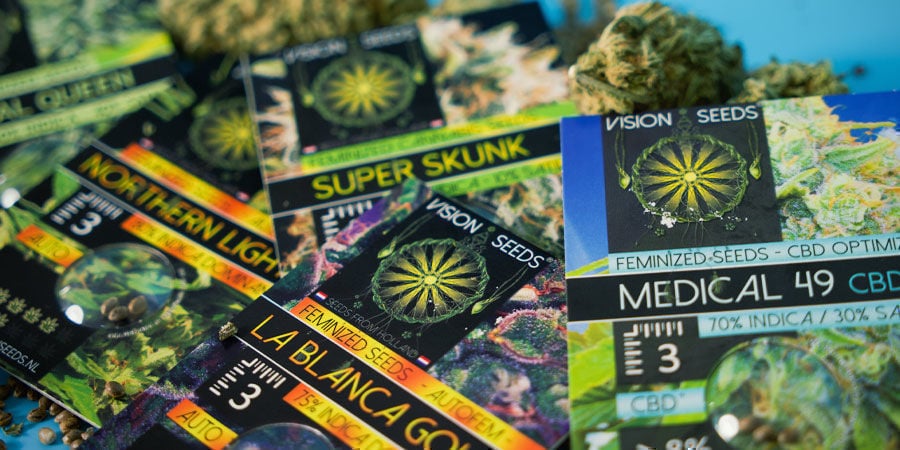 Vision Seeds: Ausschliesslich Als Feminisierte Samen Erhältlich