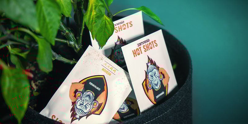 Come Scegliere I Migliori Semi Di Peperoncino Come Scegliere I Migliori Semi Di Peperoncino