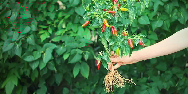 Come E Quando Trapiantare Le Tue Piantine Di Peperoncino Coltivare i Peperoncini - Come E Quando Trapiantare Le Tue Piantine Di Peperoncino
