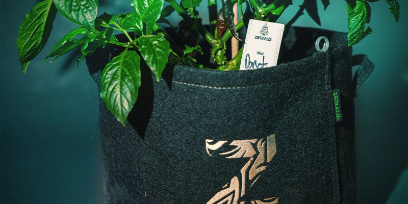 Pianifica La Tua Coltivazione Coltivare i Peperoncini - Pianifica La Tua Coltivazione