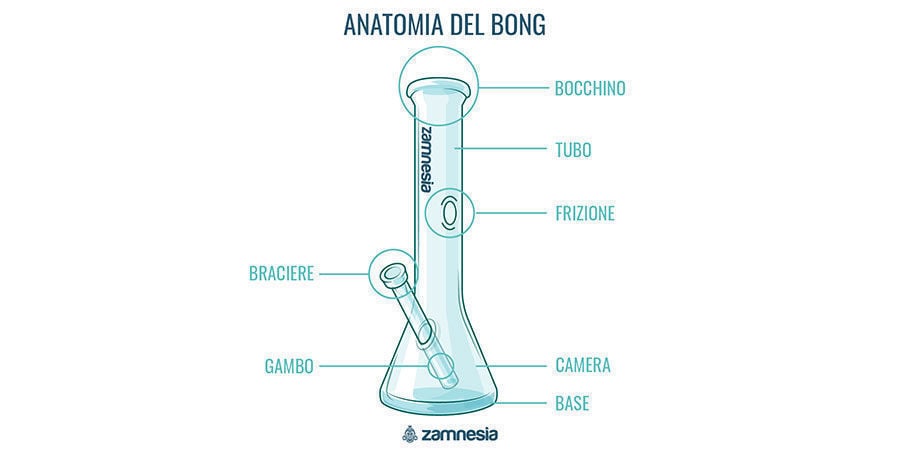 Anatomia Del Bong